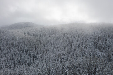 A snowy forest with trees covered in snow. The sky is cloudy and the trees are bare