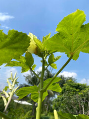 green okra leaves of a plant
