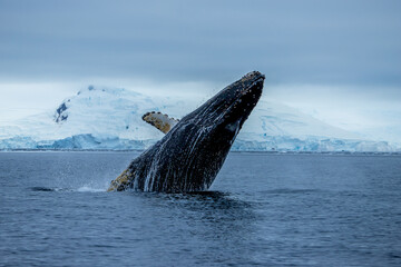 Naklejka premium A breaching humpback whale on the Antarctic Peninsula, Antarctica