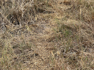 a dry land for a dry and dried grass