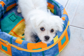 White Maltese dog lying in his colorful bed