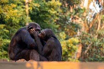 Gardinen Affe A couple of monkeys kissing passionately on top of a tree  © Evandro Lima