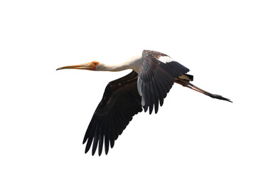 Painted stork jumping isolated on transparent background png file