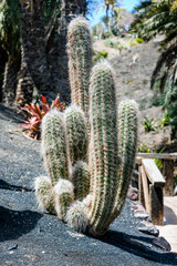Elongated and hairy cactus in a garden close-up