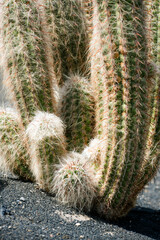 Elongated and hairy cactus in a garden close-up