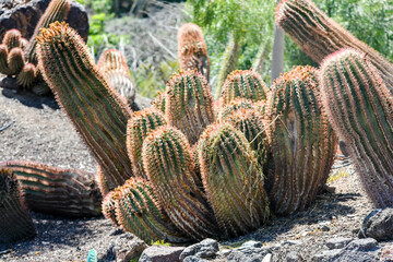 Columnar cacti in a garden close-up