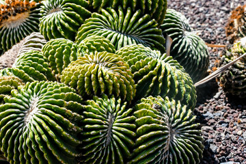 cactus in the shape of a ball or sphere