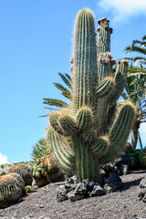 Columnar cacti in a garden close-up
