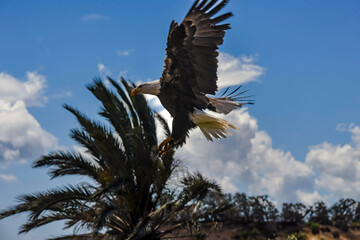 Bald Eagle White-headed Eagle or White-headed Eagle in action close-up