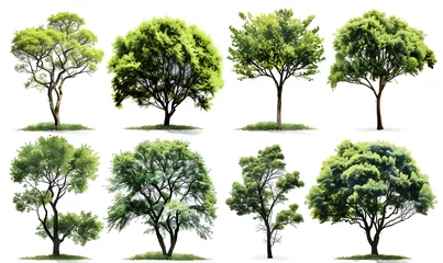 Fotobehang set of trees isolated on white © Anuson