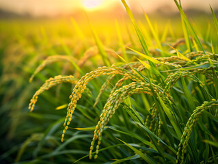 golden wheat field in sunset
