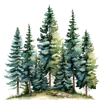pine  forest on white background