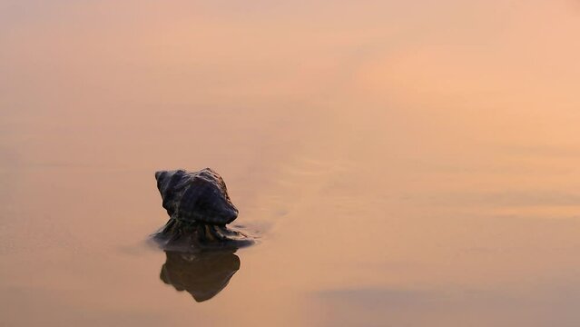 A hermit crab crawling on Sandy beach during sunset. Reflection of golden sky on wet sand.