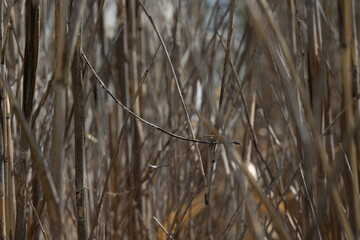 Obraz premium Birds and plants at tower grove park ducks robins and other items