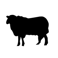 Sheep silhouette vector illustration