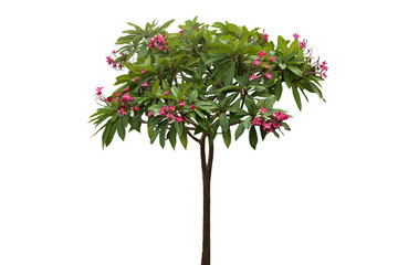 Image of frangipani tree with beautiful leaves and red flowers isolated on transparent background png file.