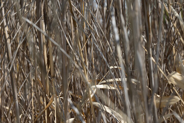 Fototapeta premium Birds and plants at tower grove park ducks robins and other items