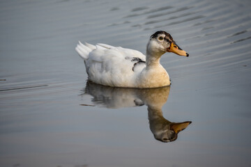 Duck on the river with reflection