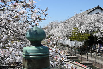 橋の上から望む桜の風景