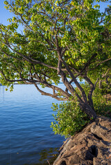 Green Tropical Trees Hanging Over the Water in Waikiki, Hawaii.