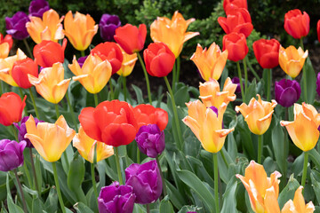 Flowers and tulips growing at tower grove park in St louis mo