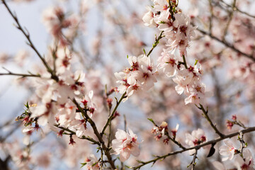 Almond flowers. Flowering almond tree in the garden. Blooming pink flowers on the branches