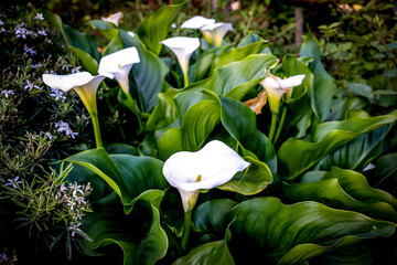 lily of the valley in spring