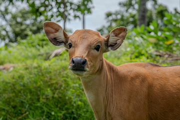 Close-Up of a young Cow Calf in Lush Green Forest Setting in Bali