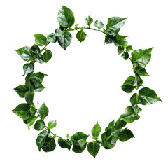Wreath of green leaves frame, isolated on transparent background