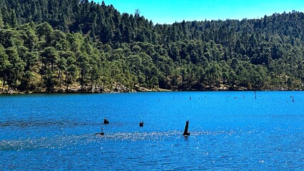 Obraz premium Scenic view of lake with trees in the background