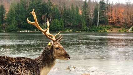 Close up of deer with antlers by a river