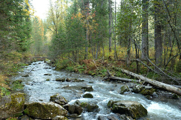 A rushing mountain stream flows through a yellowed autumn forest on a sunny, foggy morning.