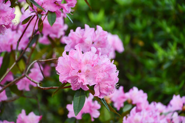 ツツジ「春一番」