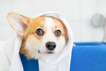 Cute red and white small Pembroke Welsh Corgi puppy after shower. Happy little dog. Concept of...