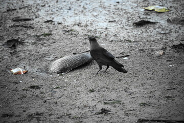 Crows are highly social birds that often gather in large flocks, especially outside the breeding...
