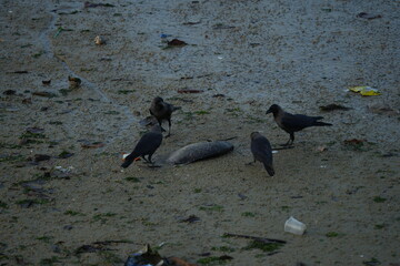 Crows are highly social birds that often gather in large flocks, especially outside the breeding...