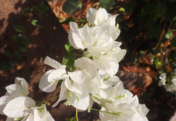 White Bougainvillea street flower on the green plant shadow