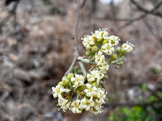 A close up of a tree with white flowers, Cordia alliodora (Ruiz and Pav.) Oken.