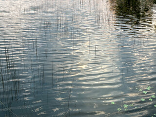 The water is calm and still, with a few plants floating on the surface