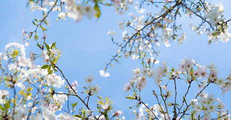 Pear blossoms flower on a sunny spring day.	