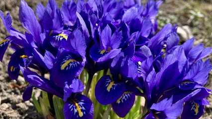 Full of navy blue iris on a sunny day