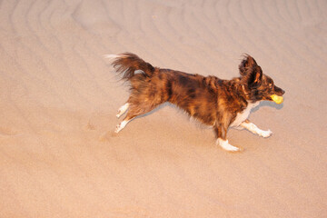 砂浜で遊ぶチワックスのミックス犬
