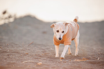 砂浜を散歩するジャックラッセルテリアの犬