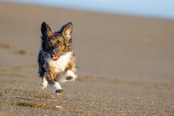 海岸の砂浜で走るチワックスの犬