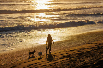 夕日の染まる湘南海岸で犬の散歩