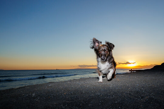 海岸で夕日をバックに散歩するチワックスの犬