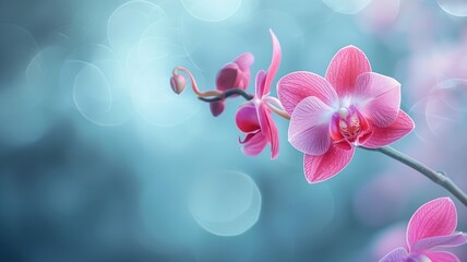 Pink orchid against blurry blue background with light bokeh