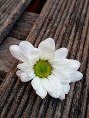 White chrysanthemums are placed on a wooden bench. Chrysanthemum flowers as background. Chrysanthemums famili of asteraceae.