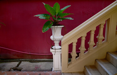 Beautiful Philodendron sp. ‘Ruaysap’ is ornamental plant in pots on white cement pillars...