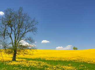 rapeseed field in spring